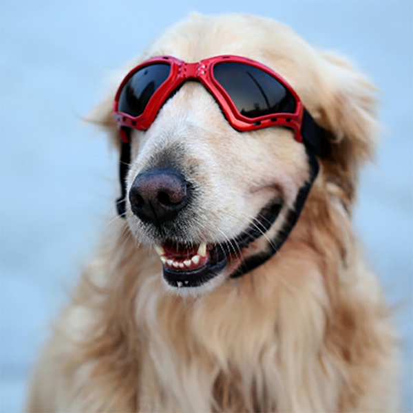 Pet accessories sunglasses goggles foldable windproof sunscreen